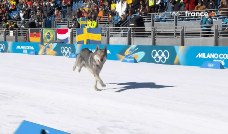 L&rsquo;arrivée surréaliste d&rsquo;un loup en pleine course aux Jeux olympiques !
