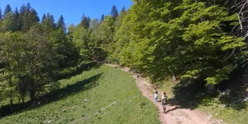 Chartreuse Terminorum